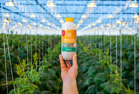 Spidex Vital: Your Vital partner in spider mite control