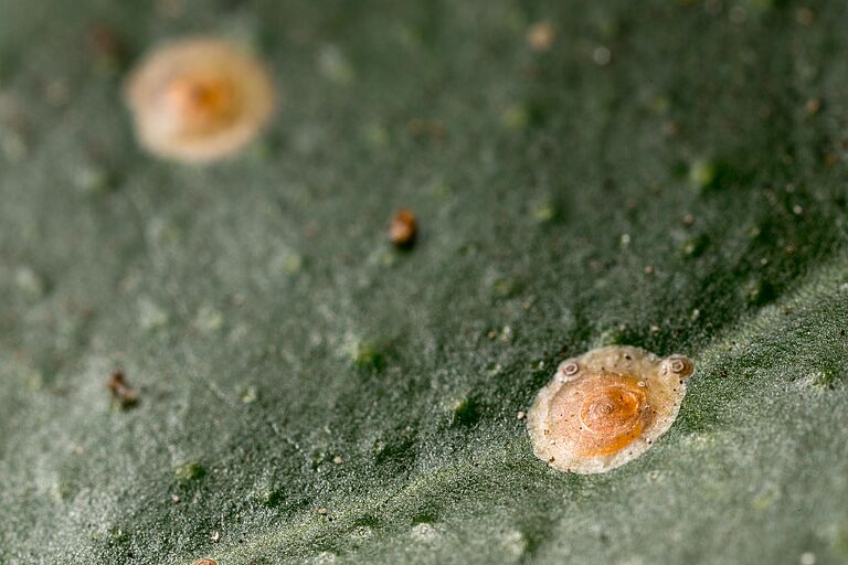 Red scale Aonidiella aurantii on leaf
