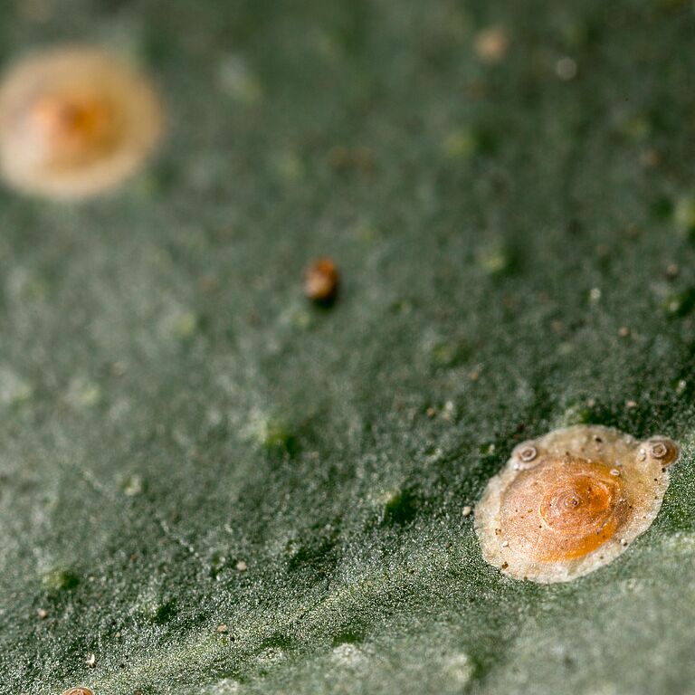 Red scale Aonidiella aurantii on leaf