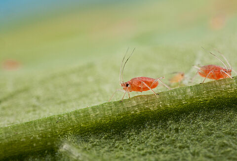 Tobacco aphid