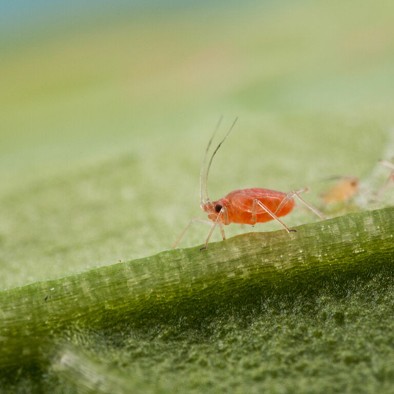 Peach-potato aphid Myzus persicae subsp. nicotianae