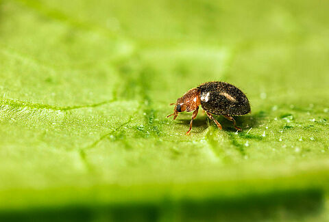 Rhyzobug - Ready to deal with armoured scales and long tailed mealybugs