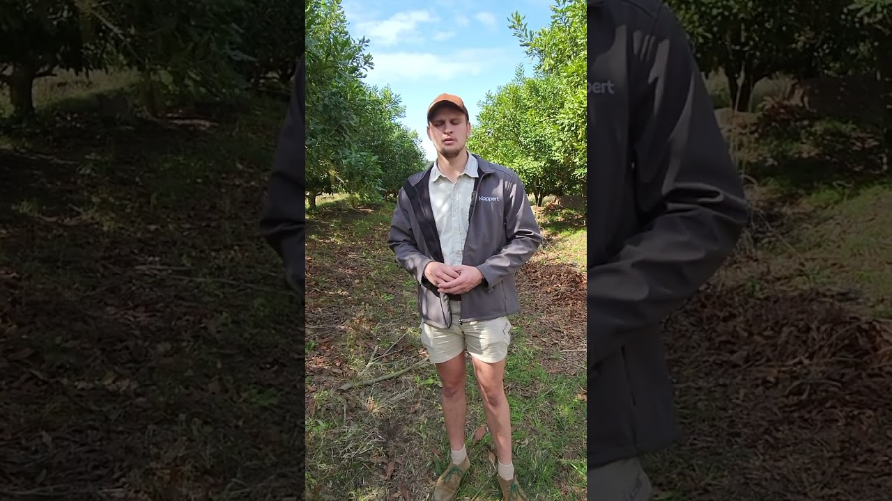 Vrylating van Greenshield (Trissolcus basalis) vir stinkbesiebeheer - dis so eenvoudig!