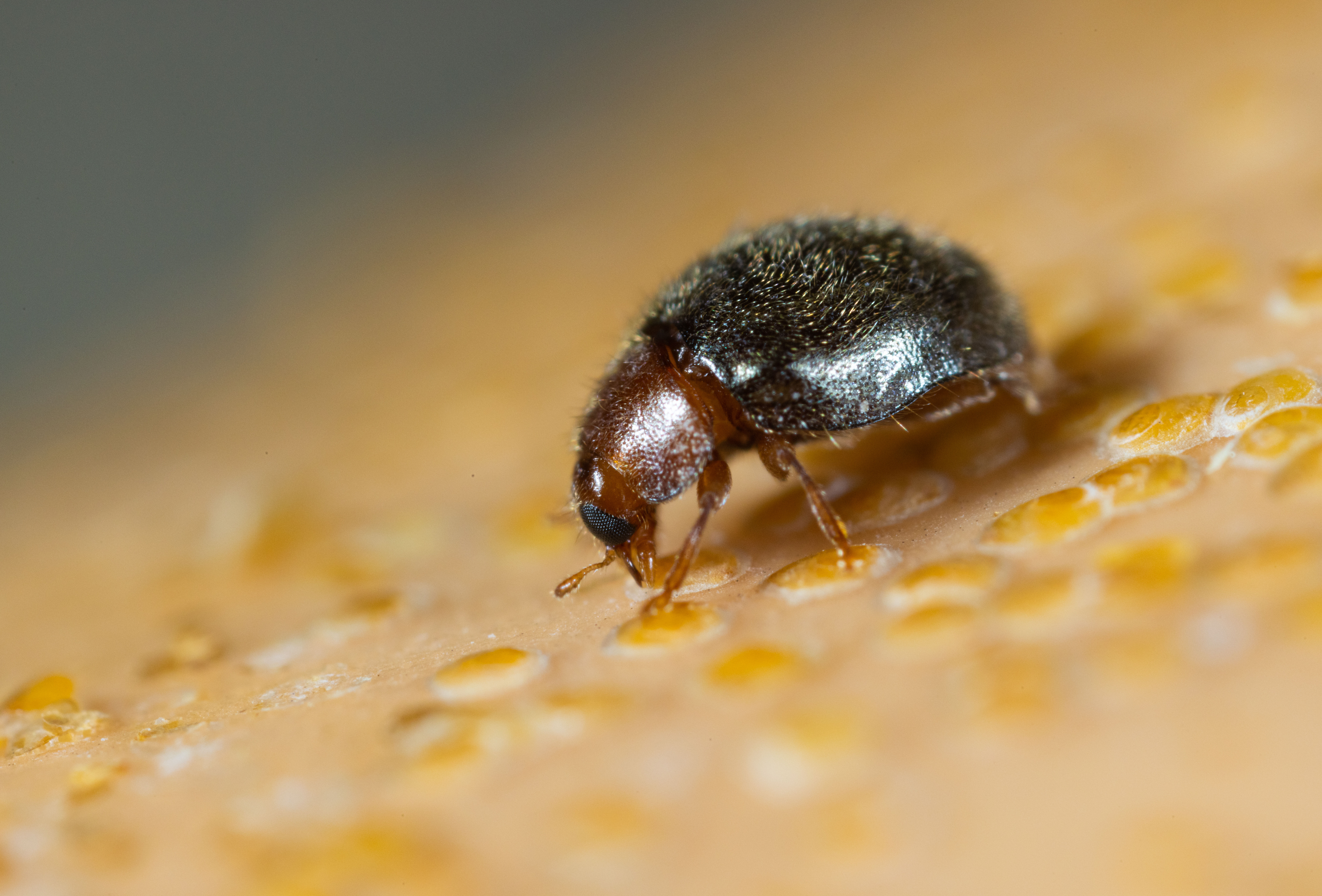 Rhyzobug – ready to deal with armoured scale