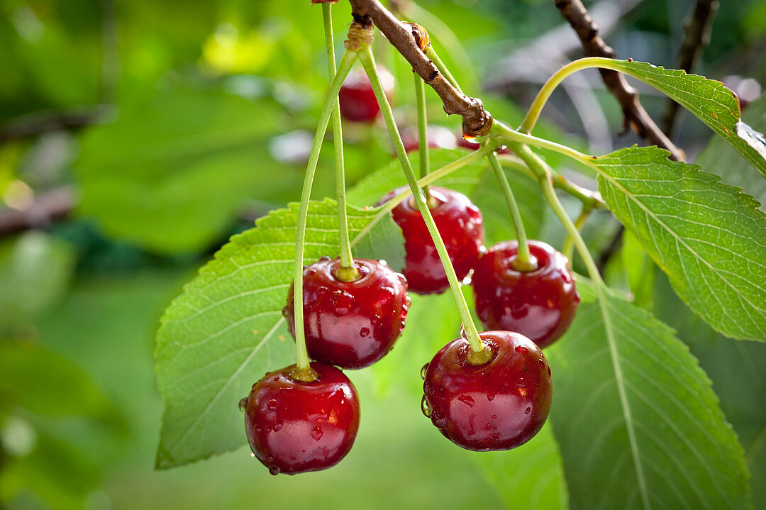 Cherry | Koppert Suid-Afrika