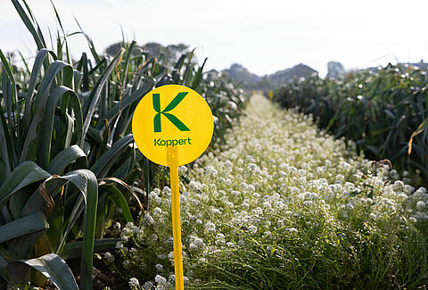 Common garden flower can tip the scales against thrips
