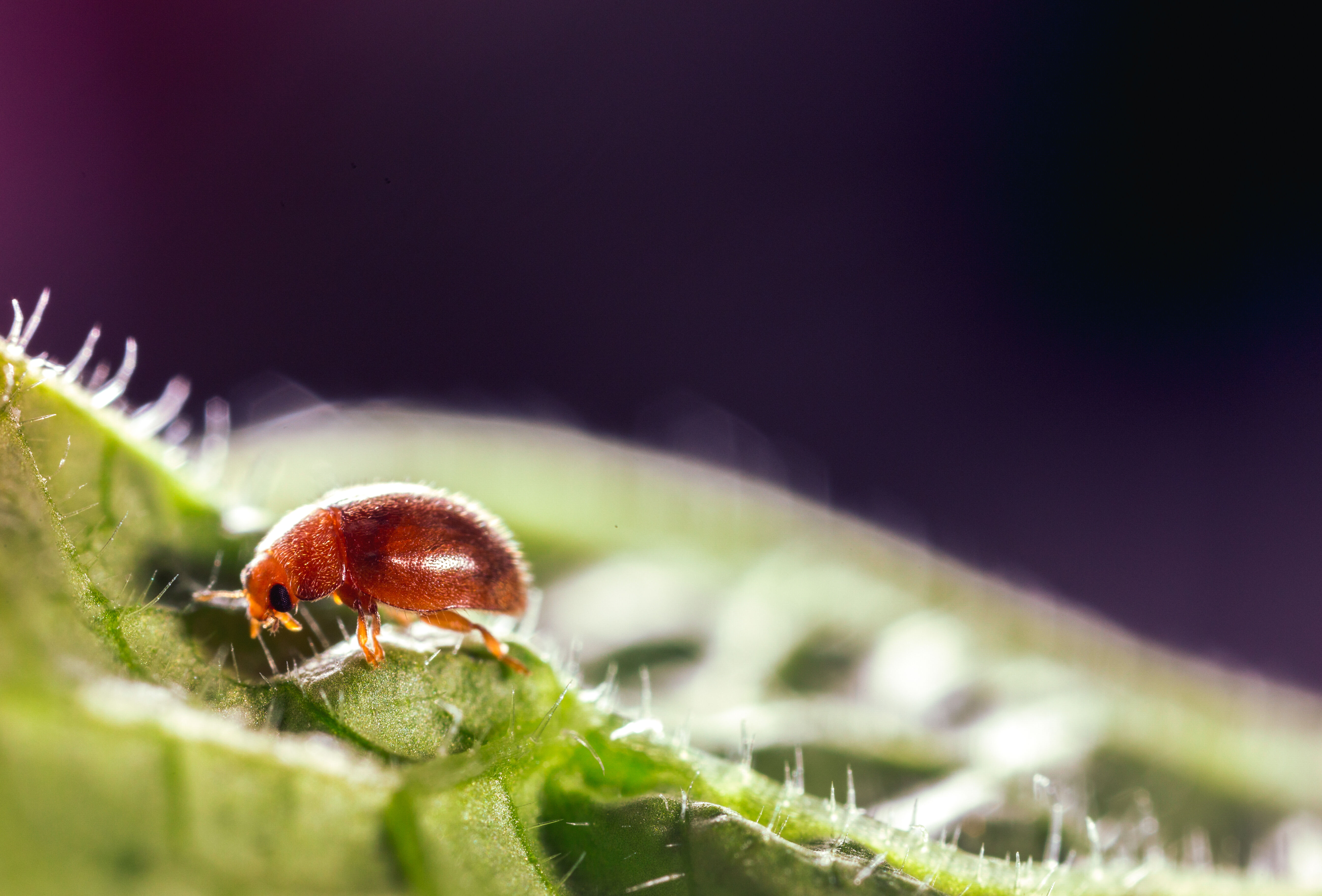 Rhyzobug – Your answer to most armoured scale species