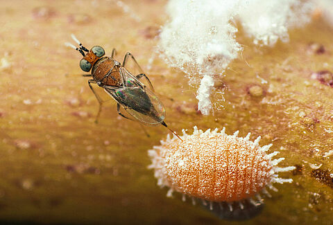 Koppert, trotse nuwe eienaars van Vital Bugs