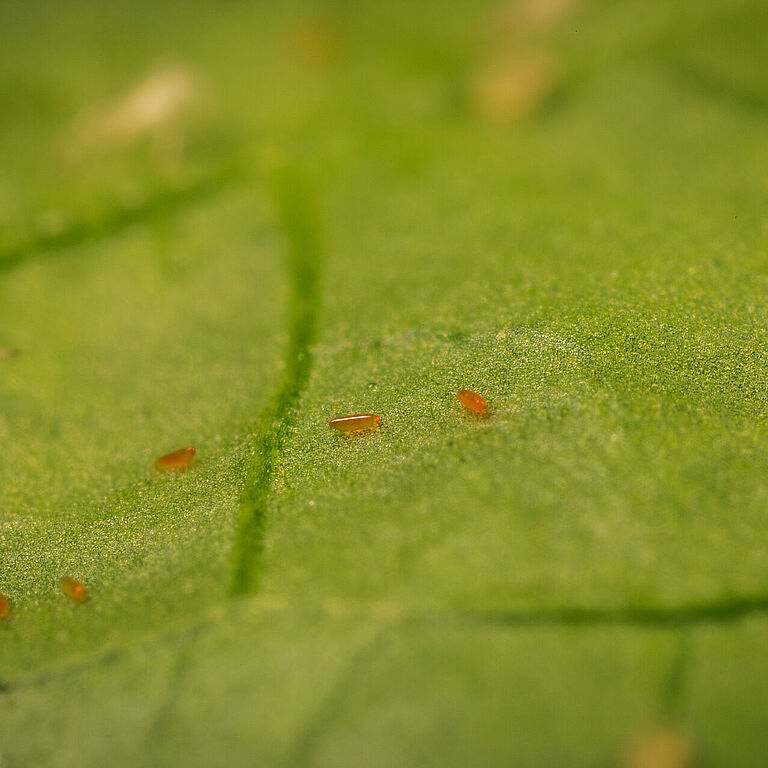 Aphidoletes aphidimyza egg stage