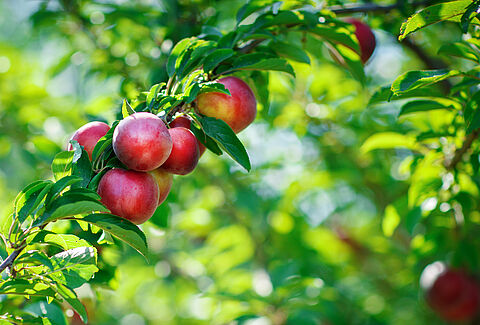 Nectarine