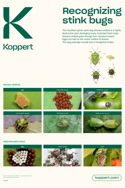 Recognize Stink bugs