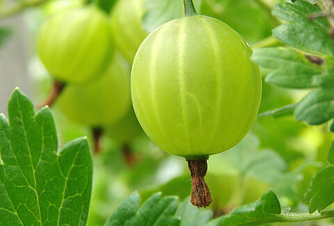 Gooseberry