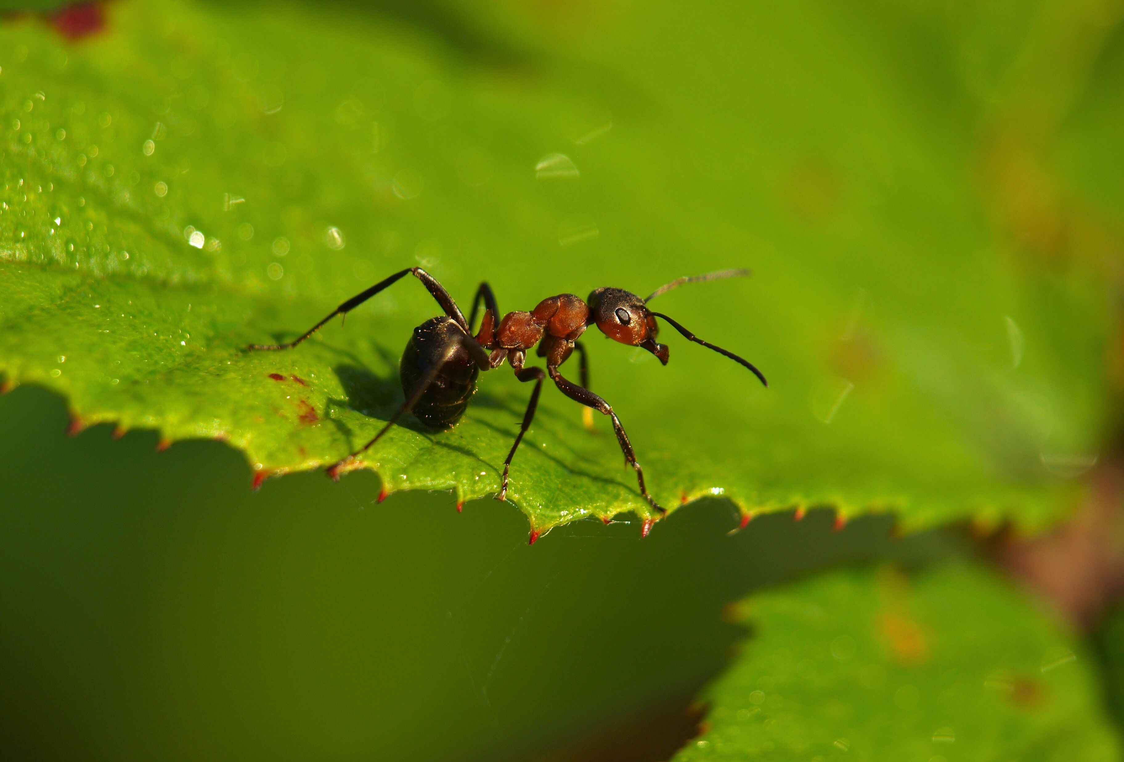 The crucial role of ant control in your IPM strategy