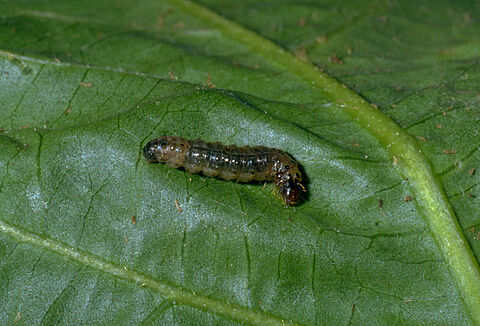 Southern European marshland pyralid