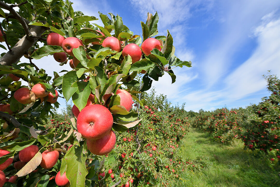 その他 sylver Apples Apple | Koppert Suid-Afrika
