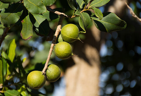 Macadamia