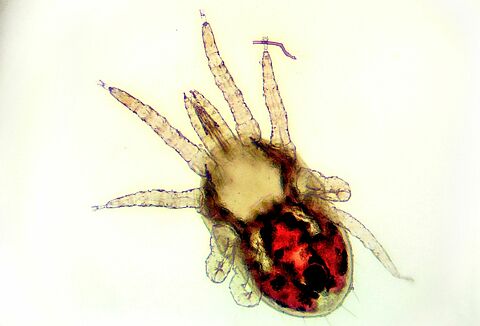 Poultry Red Mite