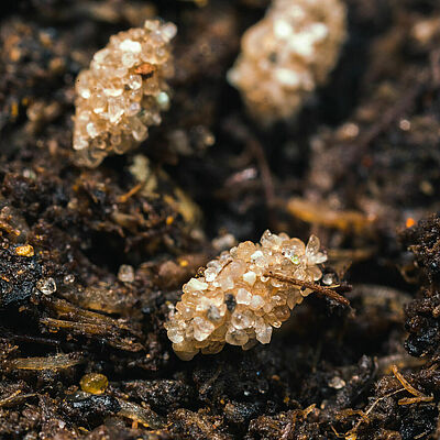 Aphidoletes aphidimyza pupal stage