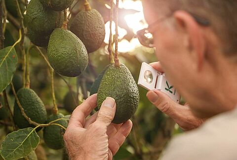 Understanding the importance of scouting for successful IPM in Macadamia Orchards