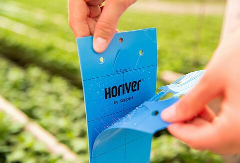 Biological thrips management starts with monitoring