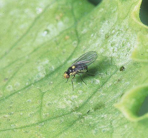 Pea leaf miner