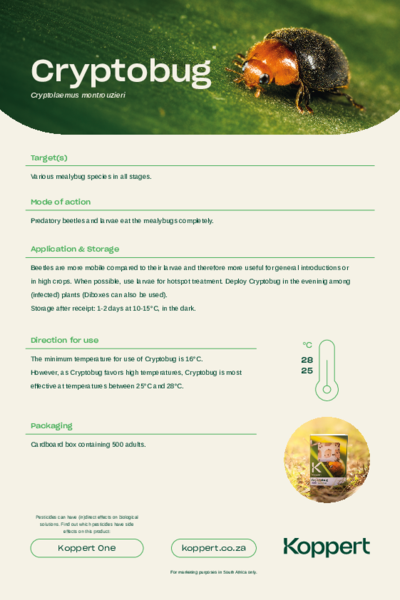 Cryptobug Leaflet