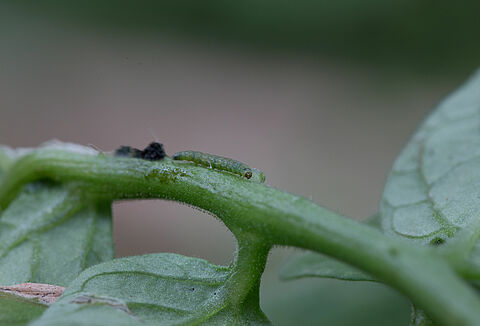 Say “Tata!” to Tuta