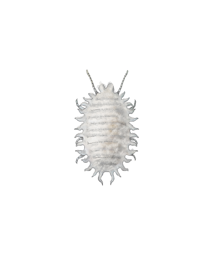 Planococcus citri adult female