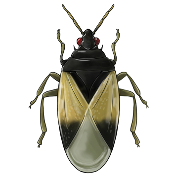 Orius laevigatus young adult