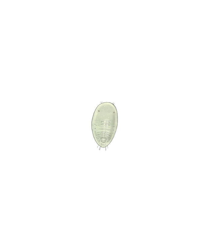 Greenhouse whitefly Trialeurodes vaporariorum Second instar larva Illustration