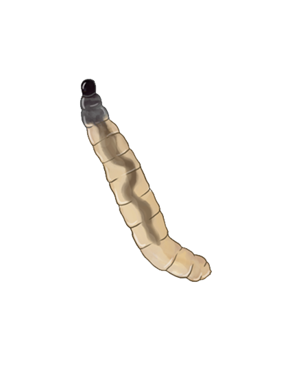 Bradysia paupera larva