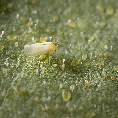 Tobacco whitelfy Bemisia tabaci infestation on leaf