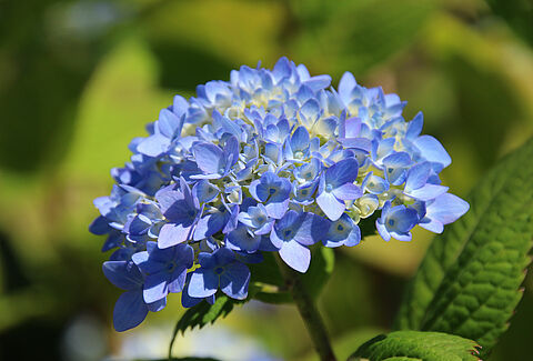 Cut flowers