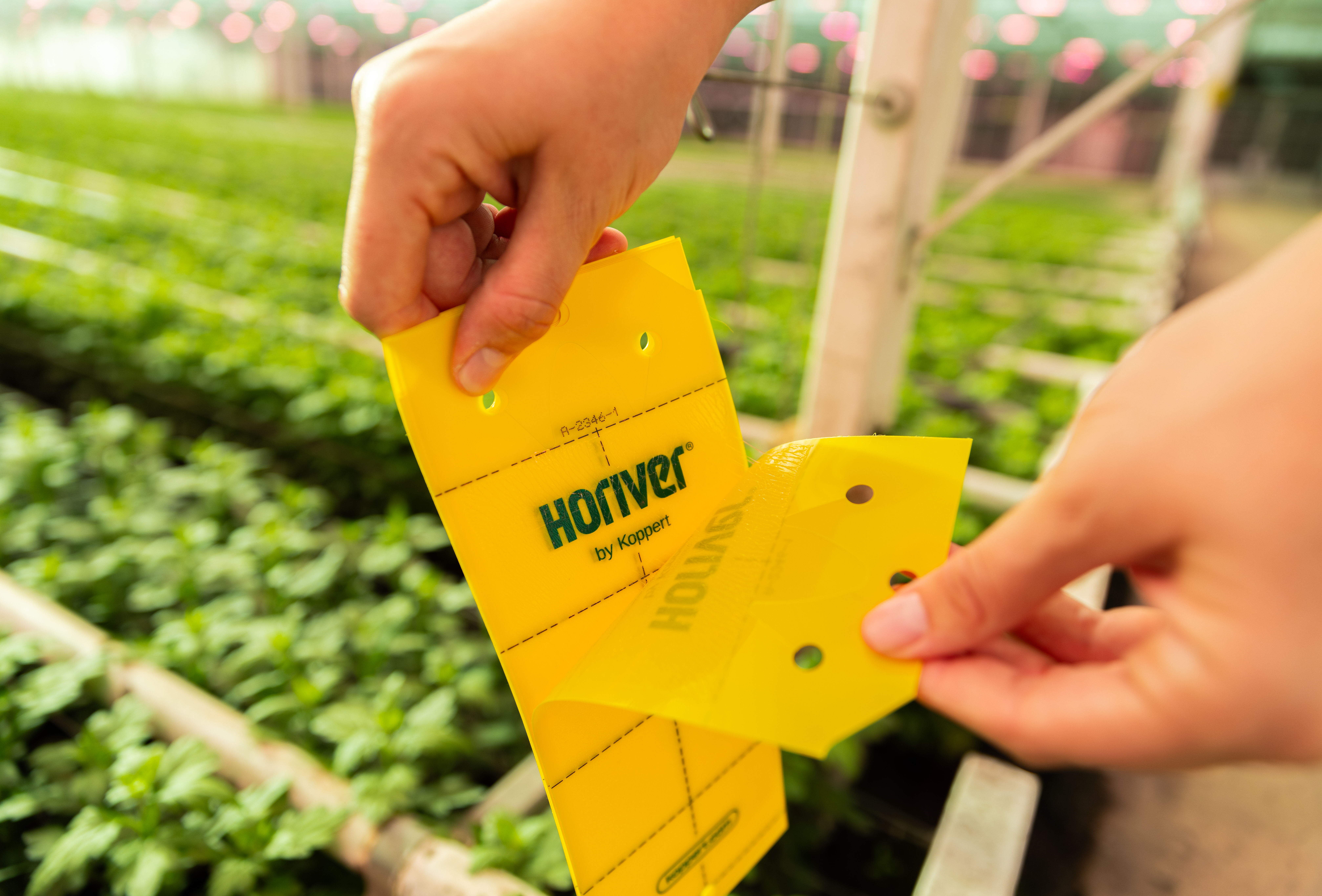 Unveiling new packaging designs for Horiver sticky trap portfolio