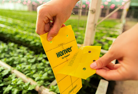 Unveiling new packaging designs for Horiver sticky trap portfolio