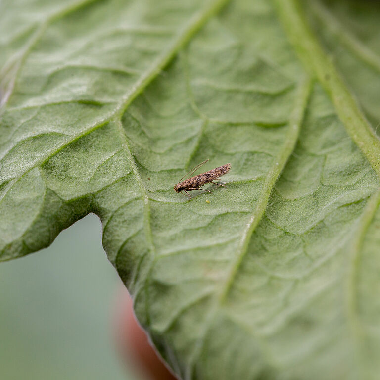 Adult of the Tomato leafminer Tuta absoluta