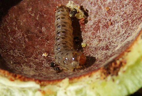 Macadamia nut borer