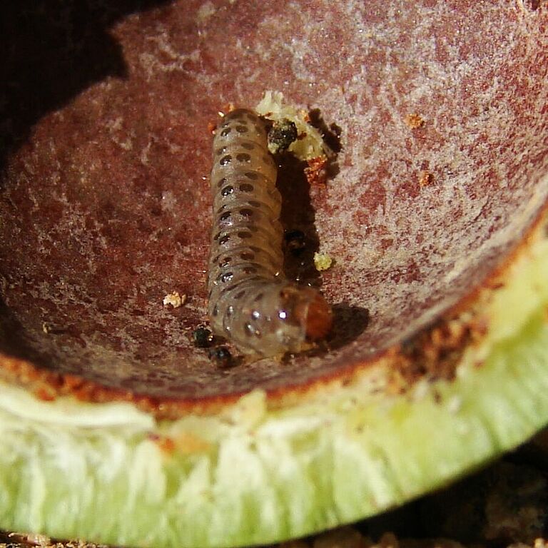 Macadamia nut borer Thaumatotibia batrachopa