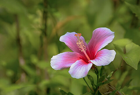 Flowering potted plants