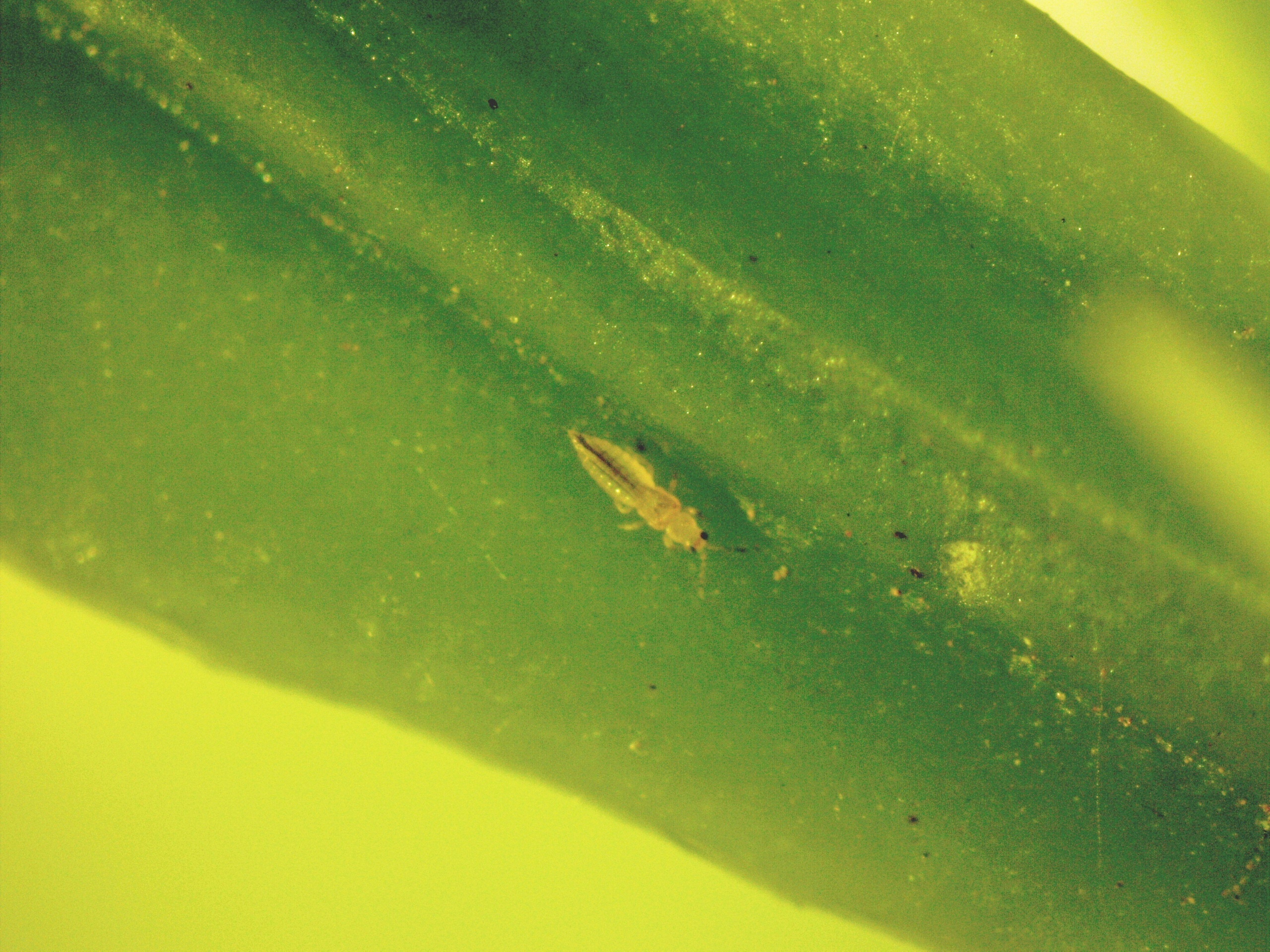Citrus thrips