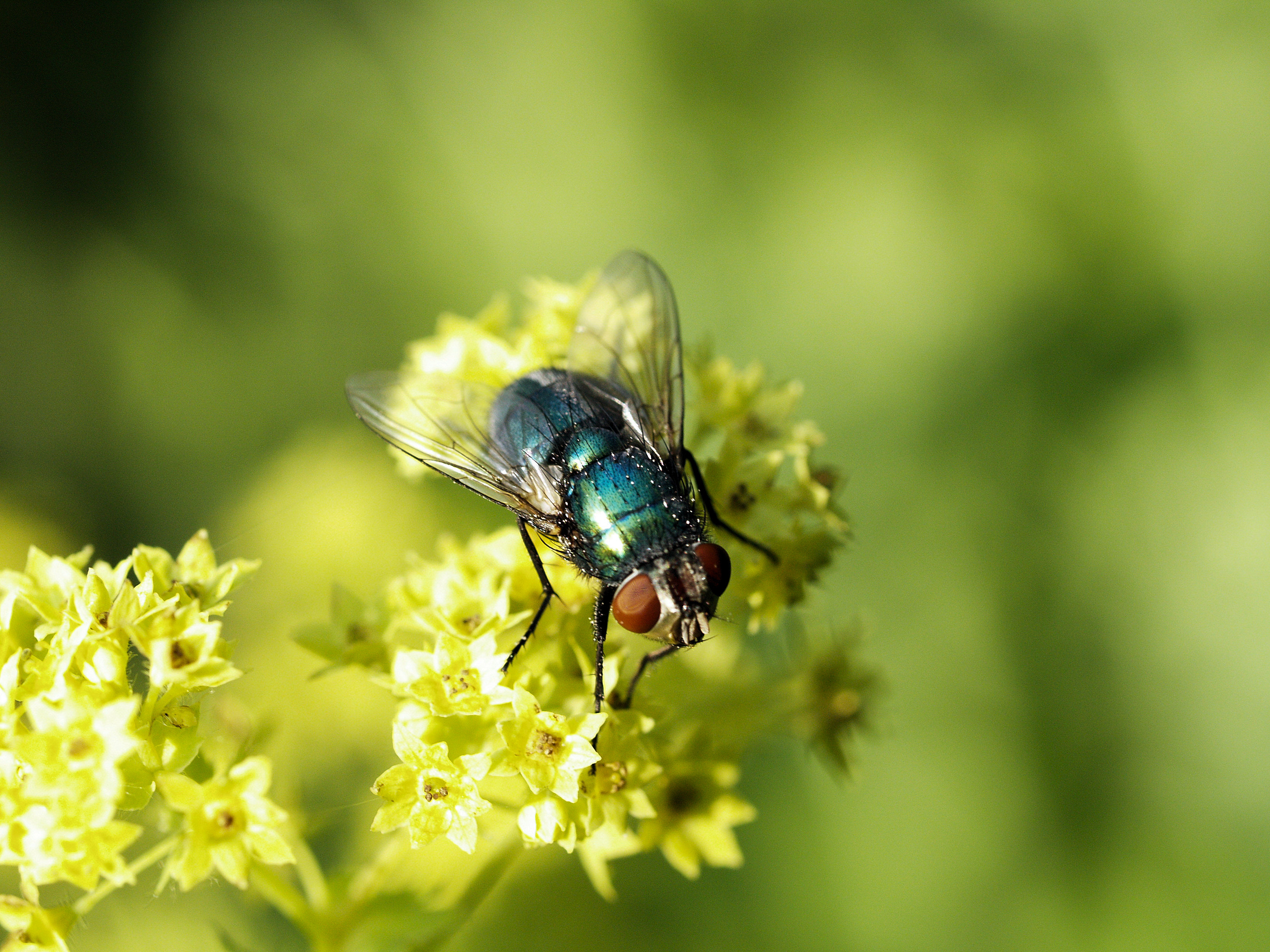 Checklist pollination Natupol Fly